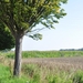 001 GENIETEN OP DE BLOEIENDE HEI ....