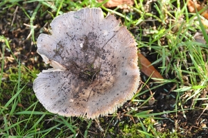 061