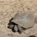 schildpad in Chamarel