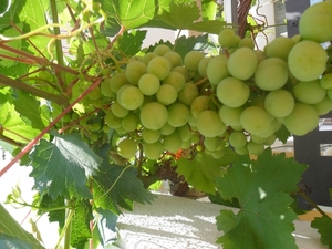 bulgarije 011