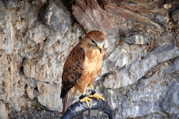 Baucens, Pyreneen, Donjon des Aigles