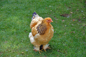 Kloeke kloek in het Parc Animalier