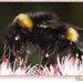 Hommel