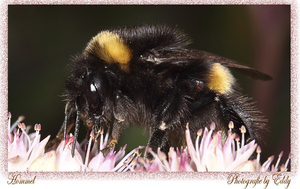 Hommel