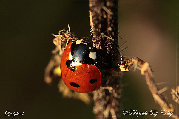 Lieveheersbeesje