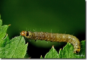 rups