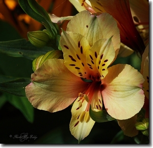 Alstroemeria