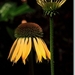 Echinacea  Harvest Moon