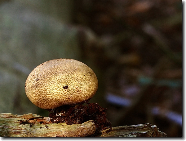 aardappel bovist