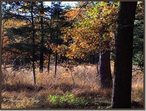 Herfstkleuren