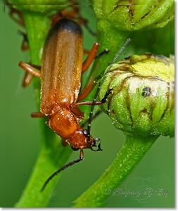 rood soldaatje