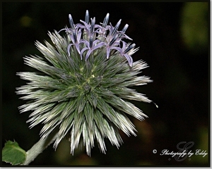 distel