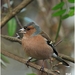 Vink4