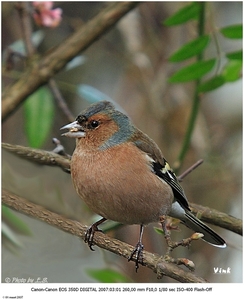 Vink4