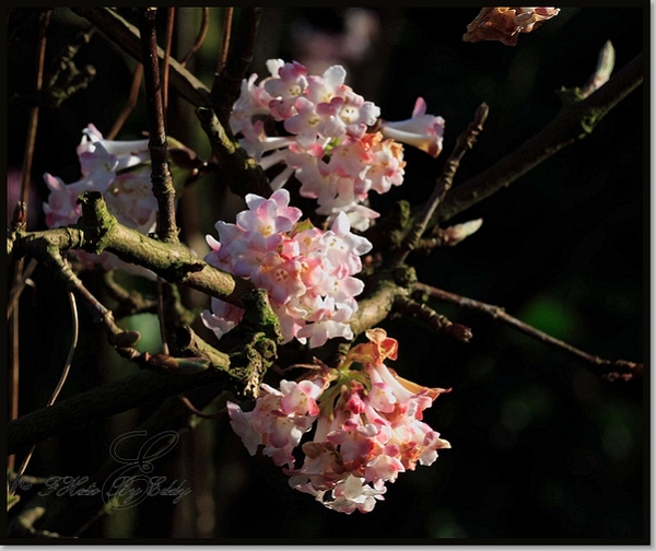 viburnum