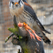 Roofvogels in het kasteel van Bouillon