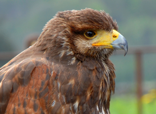 Bouillon, Kasteel, Chteau, Semois, vogelshow