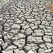 Droogte in de Camargue