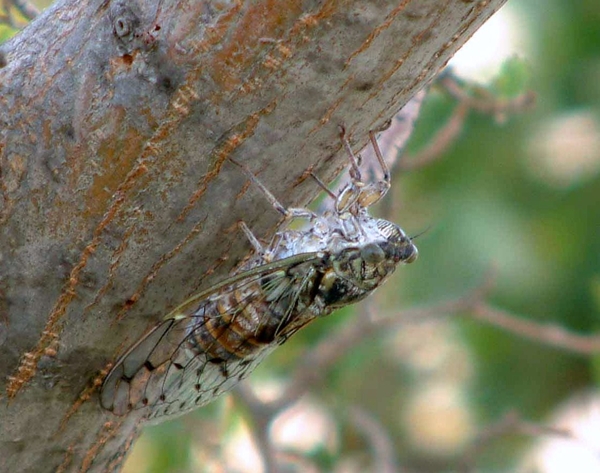 Provence, Baux, cigale