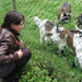 01) Sarah bij de geitjes op 5 aug. Huizingen