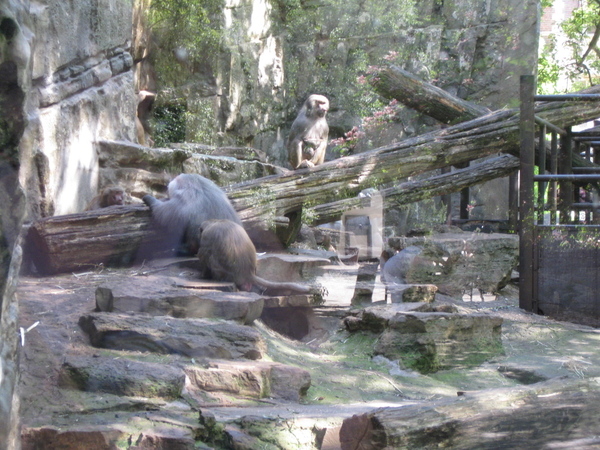 08) De bavianen in de Zoo