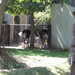 10) De okapi's