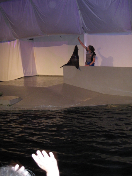 16) Zeehondenshow (2)
