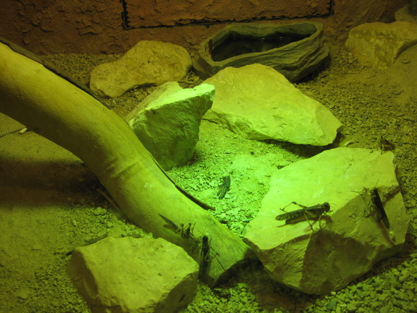 30) Reptielengebouw (3)