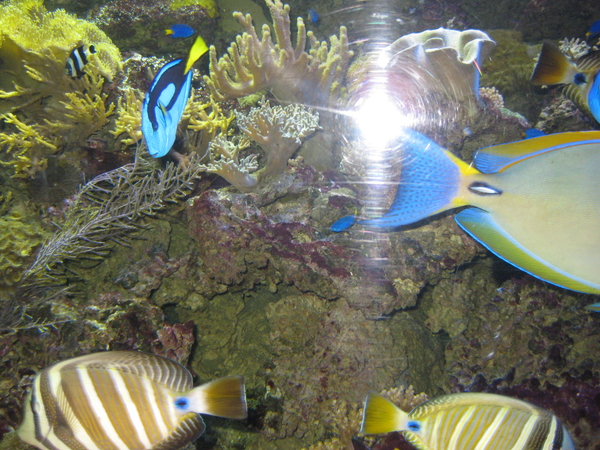 35) Aquatopia (2) in A'pen