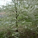 DSCN3080