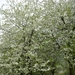 DSCN3125