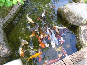 12) Japanse tuin (vissen)