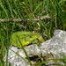 Njivice Krk Kroati�,7-2009