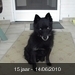 Blacky 2005