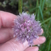 bloemen