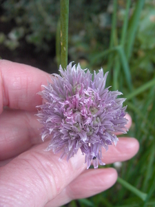 bloemen