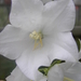 bloemen