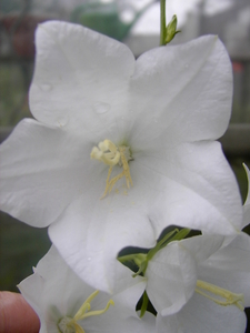 bloemen