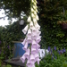 bloemen