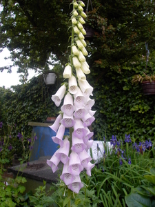 bloemen