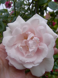 bloemen