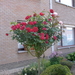 bloemen