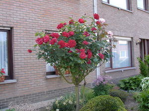 bloemen