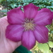 bloemen
