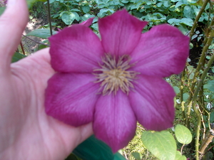 bloemen