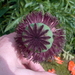 bloemen