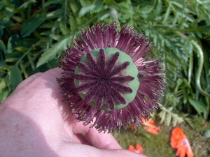 bloemen