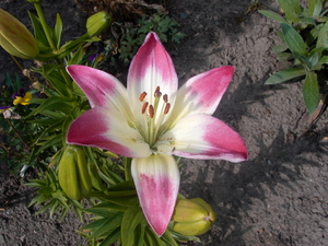bloemen