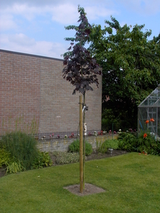 bloemen