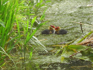 meerkoetjongen